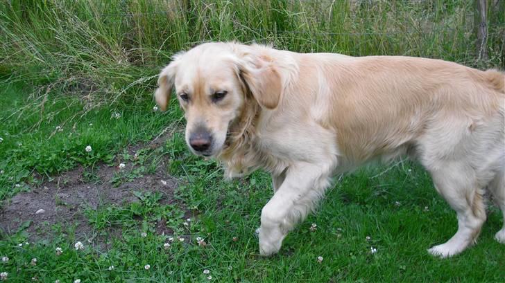 Golden retriever Tempo - Tempo i haven :) billede 16