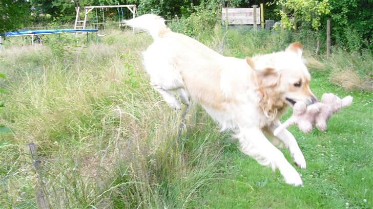 Golden retriever Tempo - Tempo der springe over hegnet, med bamsen i munden selvfølgelig :D billede 18