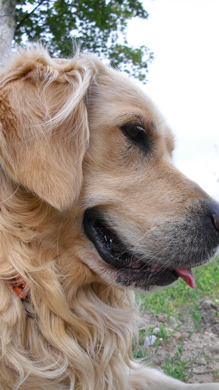 Golden retriever Tempo - Tempo: "Liver er herligt!" billede 20