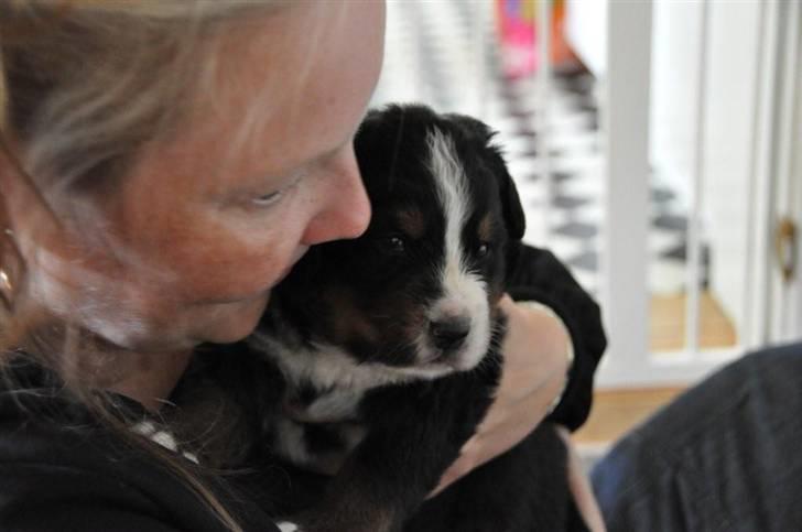 Berner sennenhund Bartley - Mig og mor for første gang. Kærlighed ved 1. blik. billede 6