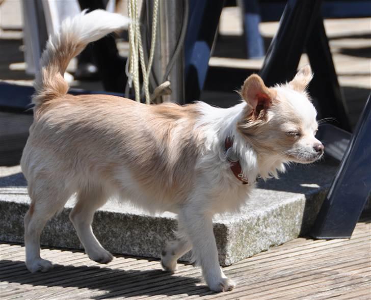 Chihuahua Diva Aka Pølsen - Juni 2009 billede 20