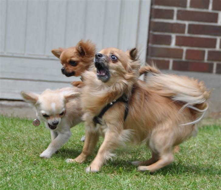 Chihuahua Ricko aka kongemand - Det er mig der er Kongemanden, forstå det dog :-) billede 17