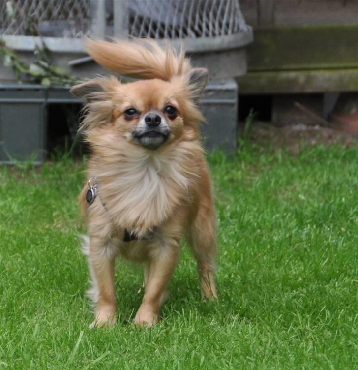 Chihuahua Ricko aka kongemand - Juni 2009 billede 18