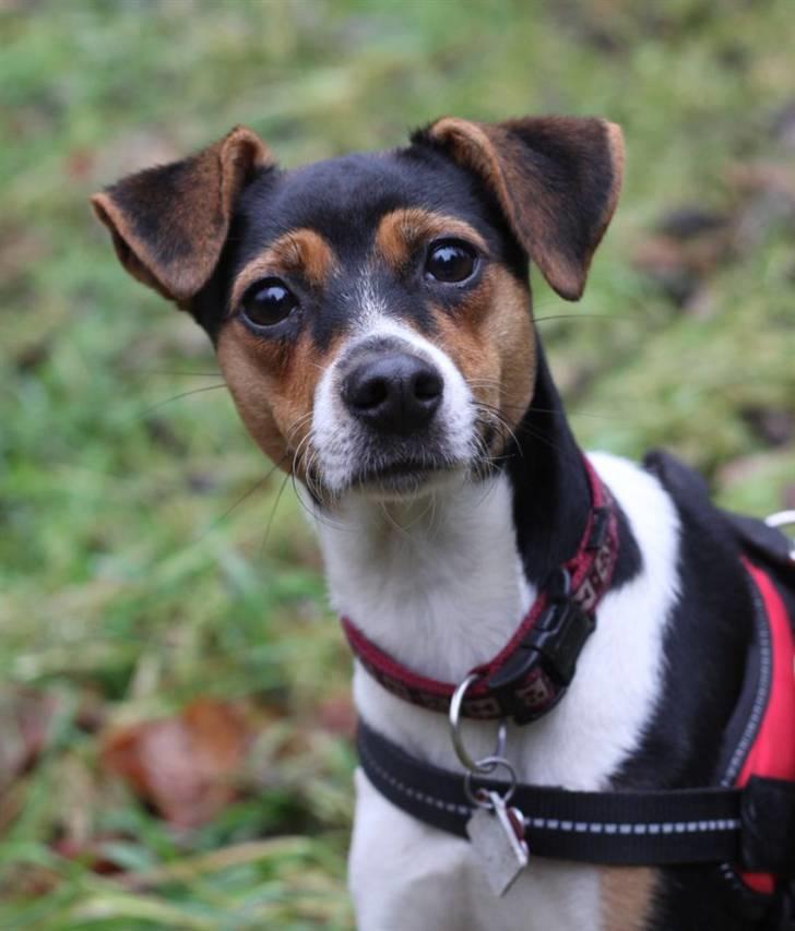 Dansk svensk gaardhund Pixel  <3 - 14 November 2009 billede 18