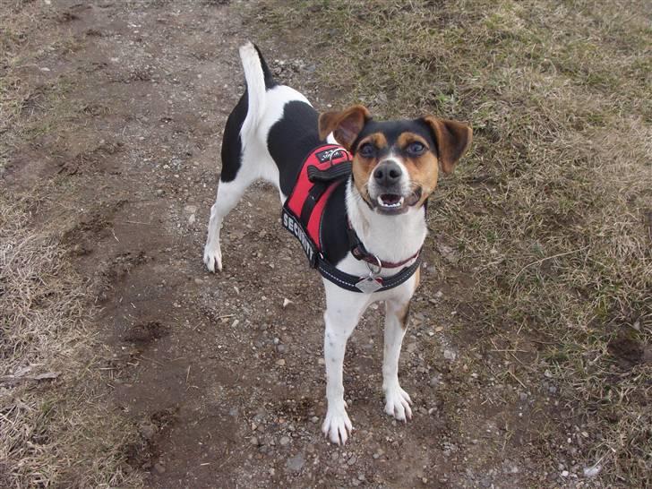 Dansk svensk gaardhund Pixel  <3 - 25 Marts 2010 billede 19