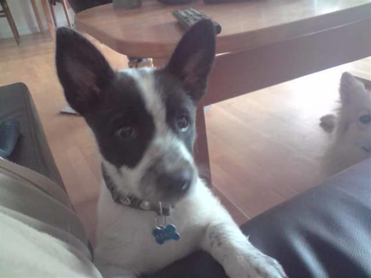 Blanding af racer Kenzo billede 3