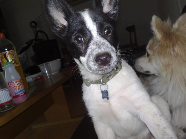 Blanding af racer Kenzo - man kan næsten se hvor fræk han er :) billede 4