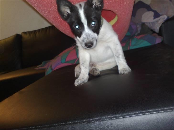 Blanding af racer Kenzo billede 5