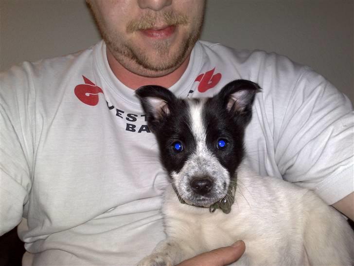 Blanding af racer Kenzo billede 6