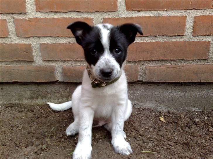 Blanding af racer Kenzo billede 7