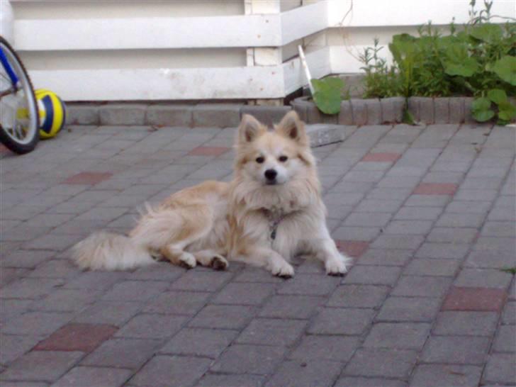 Blanding af racer Kaiser - langt hjemmefra... :) vi er i silkeborg :) billede 10