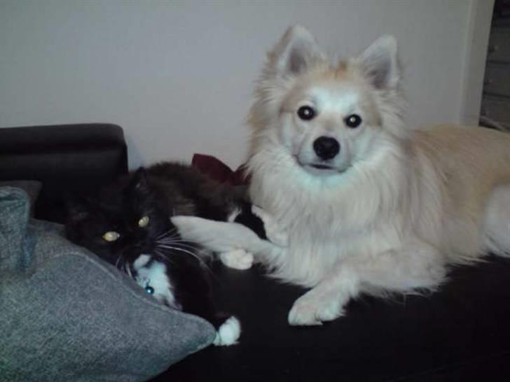 Blanding af racer Kaiser - var der nogle der sagde fotomodel :) billede 11