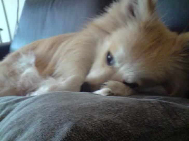 Blanding af racer Kaiser - tager mig lige en putter billede 12