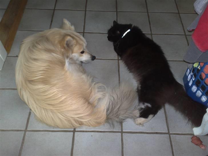 Blanding af racer Kaiser - vi er næsten lige lange... :) men jeg er nu lidt større.. billede 13