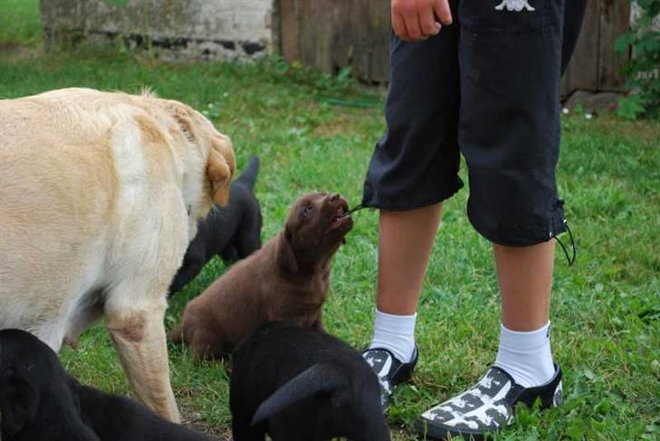 Labrador retriever Akela - Jeg bider lige i Mikkels bukser. billede 4