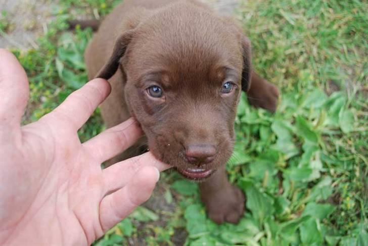 Labrador retriever Akela - Jeg bider lige i fars finger, de er god at tygge i. billede 5
