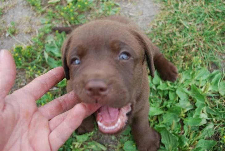 Labrador retriever Akela - Ja som jeg sage før de smager godt. billede 6