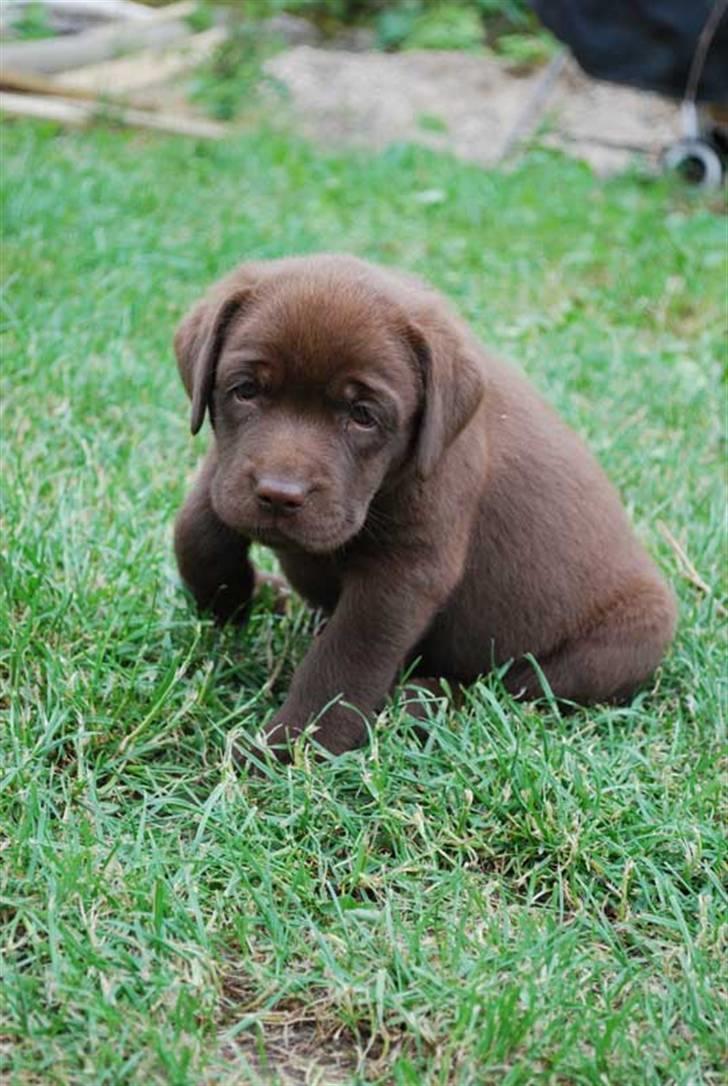 Labrador retriever Akela - Jeg er altså lidt træt. billede 7