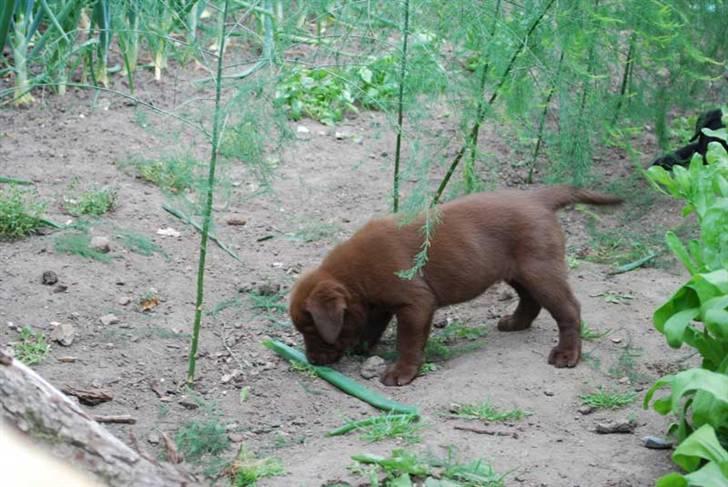 Labrador retriever Akela - Kom lige til at rydde urtehaven. billede 8