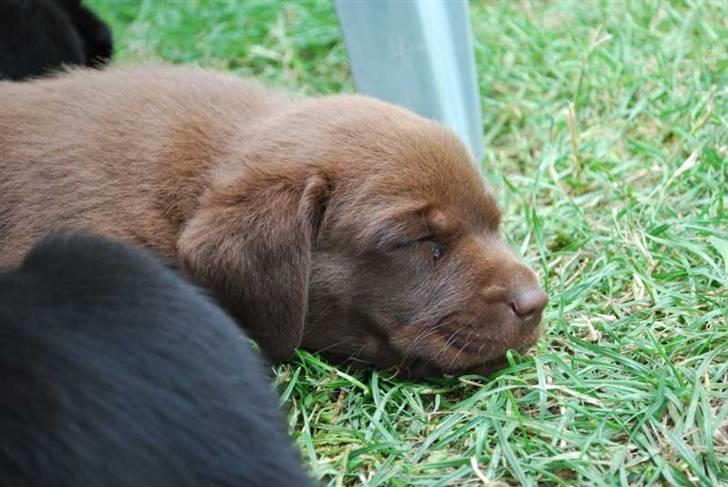 Labrador retriever Akela - Nu har vi leget længe, nu er det tid til en lur.  billede 9