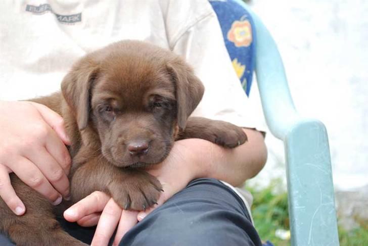 Labrador retriever Akela - Tager lige en slapper på Mikkels ben.  billede 10