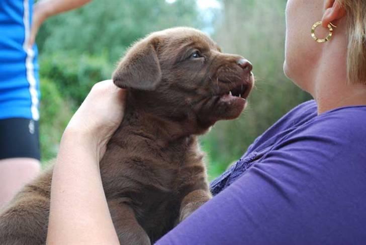 Labrador retriever Akela - Jeg bider altså snart i den ørering.  billede 11