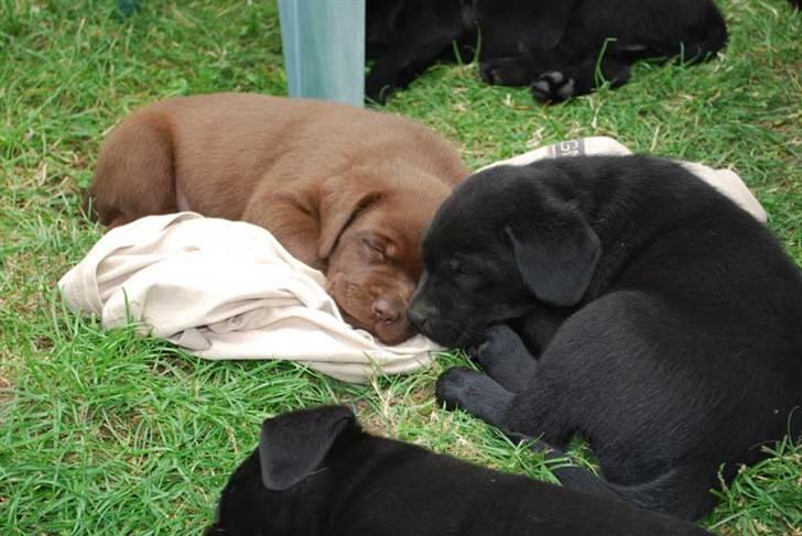 Labrador retriever Akela - Tager lige en slapper på fars trøje.  billede 12