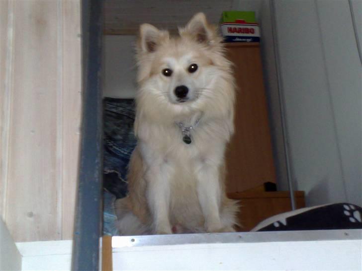 Blanding af racer Kaiser - fotomodel :)  billede 14