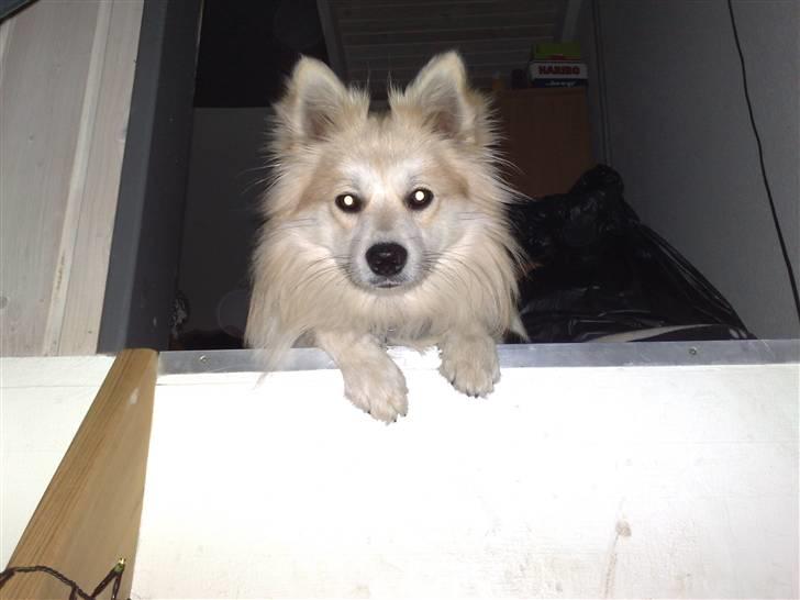 Blanding af racer Kaiser - fotomodel billede 15