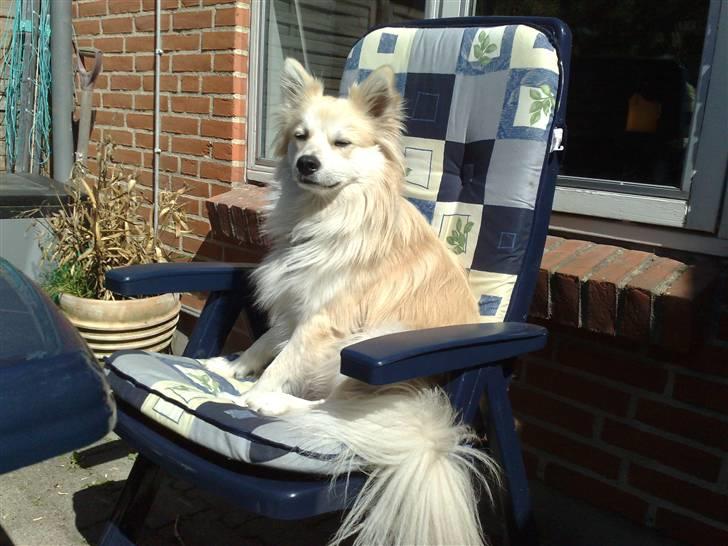 Blanding af racer Kaiser - åhhh sidder lige og nyder det gode vejr :)  billede 16