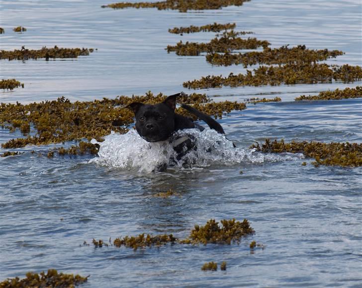 Staffordshire bull terrier Nala billede 18