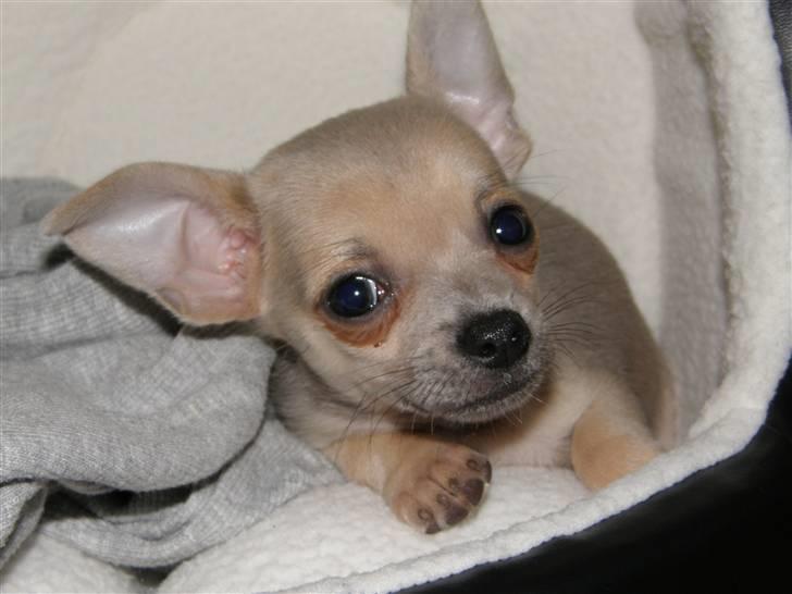 Chihuahua Tino - 9 uger billede 7