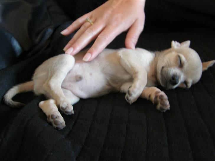 Chihuahua Tino billede 8