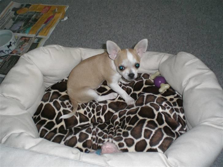 Chihuahua Buller billede 2