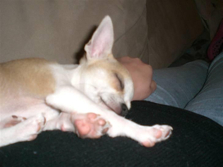 Chihuahua Buller billede 3