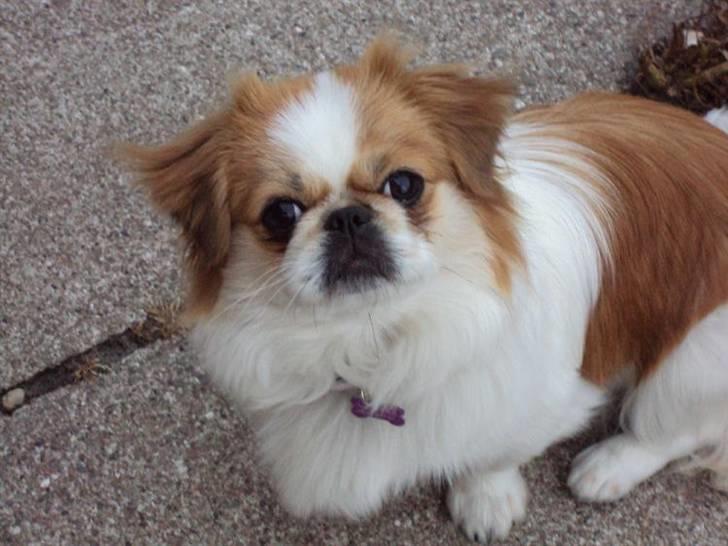 Pekingeser Monique - Hej med dig. billede 1
