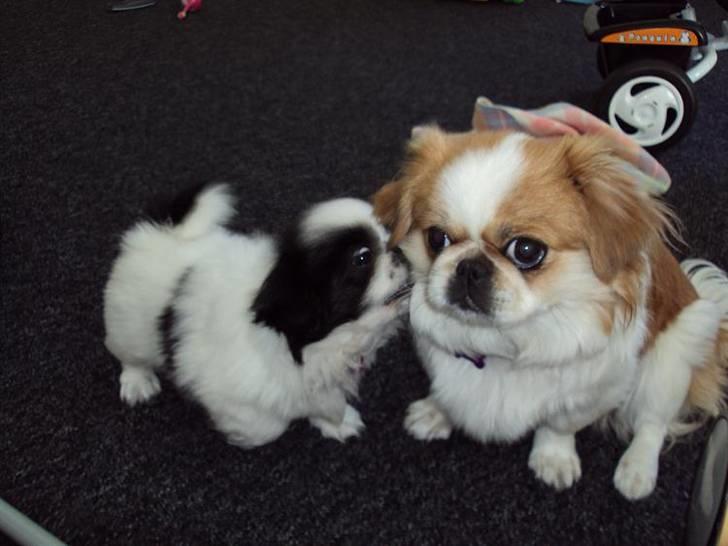 Pekingeser Monique - Malou og Monique billede 2