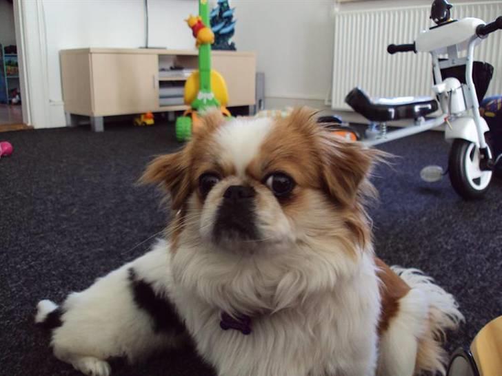 Pekingeser Monique - Hvem sagde mit navn? billede 3