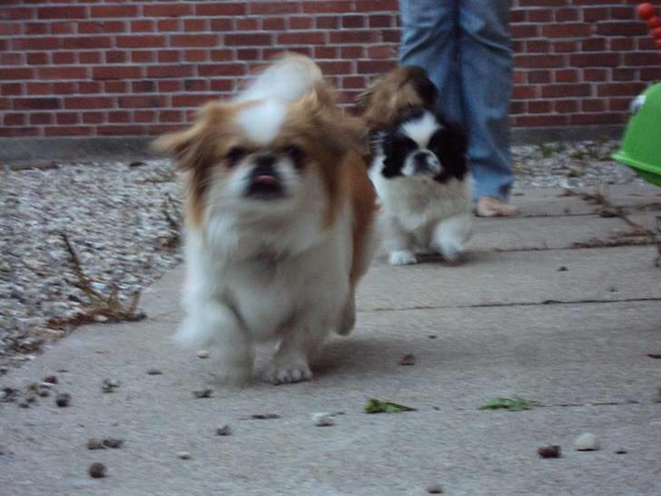 Pekingeser Monique - Ja ja, jeg kommer nu. billede 4