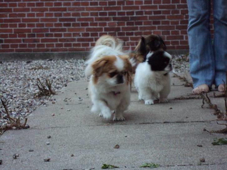 Pekingeser Monique - Kommer far! billede 5