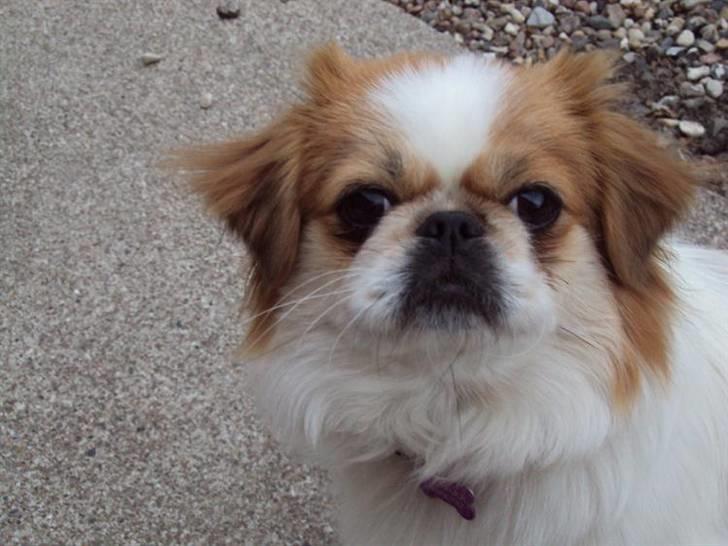 Pekingeser Monique - Hvem jeg kigger på, jaahhh? billede 6