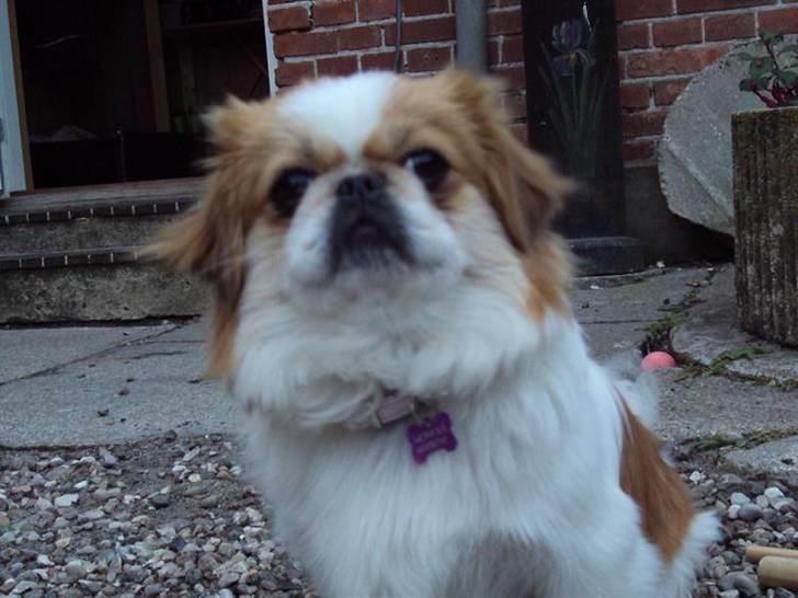 Pekingeser Monique - Hvorfor siger du sådan far? billede 7