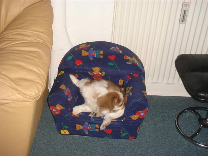 Pekingeser Monique billede 8