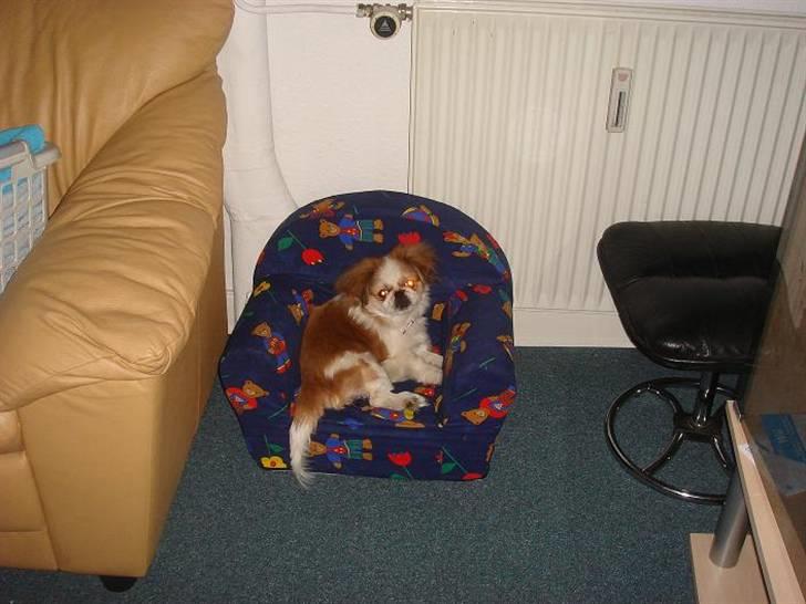 Pekingeser Monique billede 9