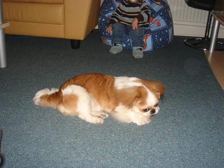Pekingeser Monique billede 10