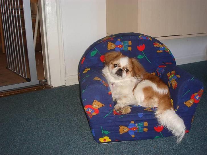 Pekingeser Monique - Elsker den her stol. billede 11