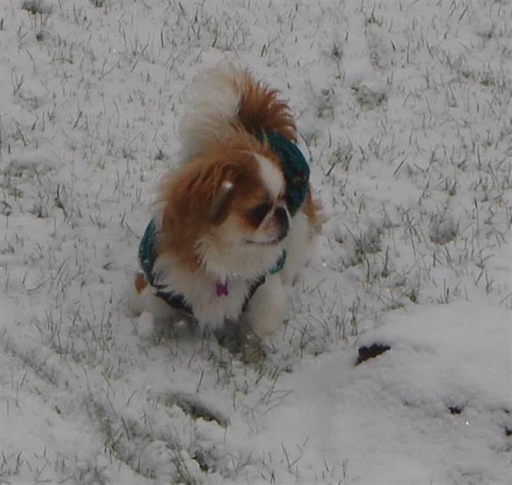 Pekingeser Monique - første gang jeg ser sne. billede 12