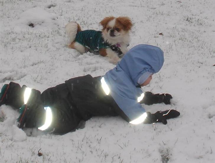 Pekingeser Monique - Sjov leg, den der. billede 13