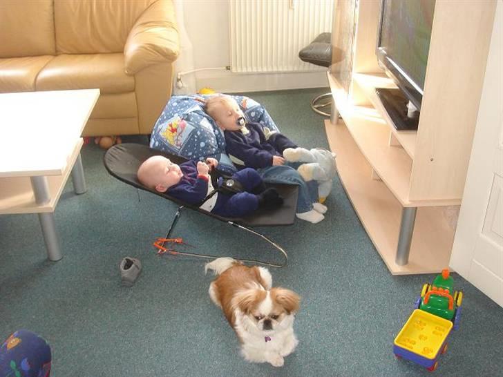 Pekingeser Monique - Bare rolig, jeg passer på jer drenge billede 14