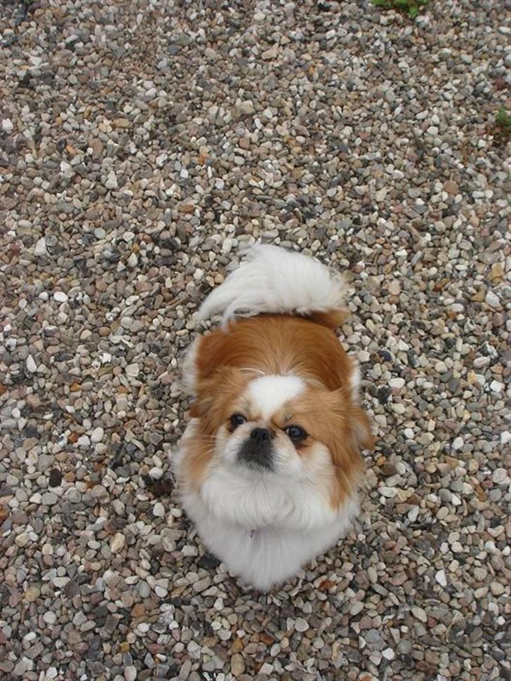 Pekingeser Monique billede 15